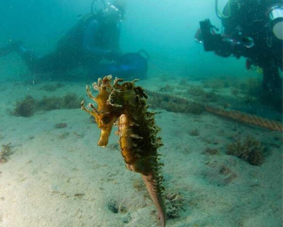 Primeros muestreos «Save Little Big Seahorse»